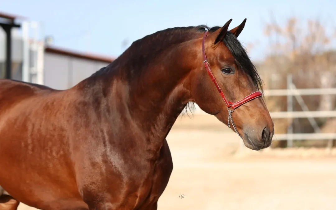 Tejano de Centurion