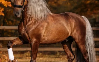 Estudioso de Viñuela